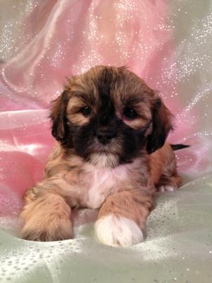 Female Lhasa Bichon Pup for sale in Joice Iowa DOB 10-20-14 